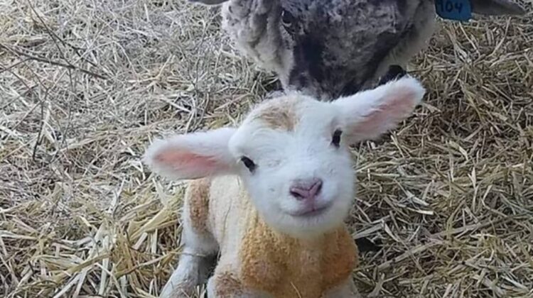 A Newborn sheep Born 15 Minutes Before the Virаl photo