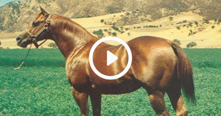 Here’s how one horse changed an entire breed forever: The story of Doc Bar