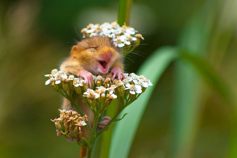 Photographer Captured An Adorable Laughing Dormouse Perched On A Flower