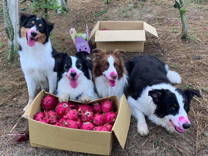 Mischievous dogs caught red-handed in their fruit thievery serve as a heartwarming reminder that our animal friends have personalities and a sense of humor, bringing joy and laughter to our lives.