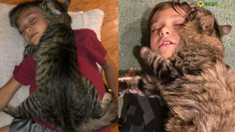 This Cat Constantly Desires to Sleep While Snuggling With His Devoted Human