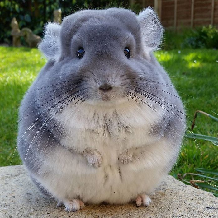 Adorable Violet Chinchillas Look Perfectly Round From Behind