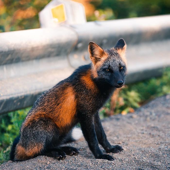 Photographer Captured The Beauty Of A Unique Orange And Black Fox
