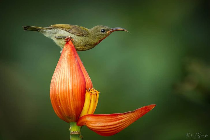 Photographer Captured A Little Bird Using A Flower Petal As Its Bathtub