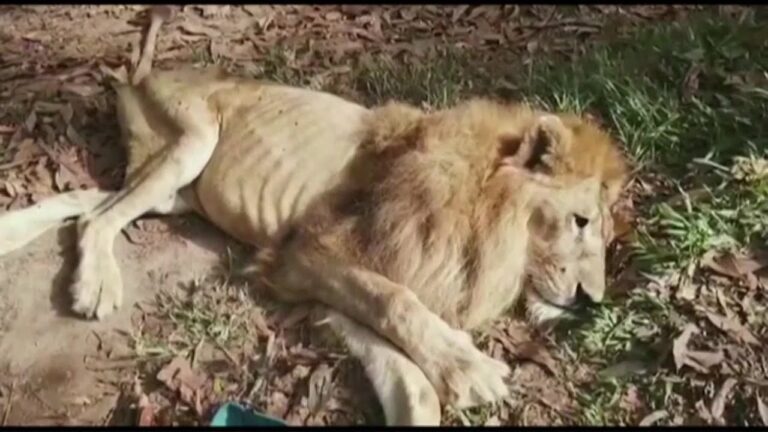 This Lion That has Only Skin and Bones Left was Rescued