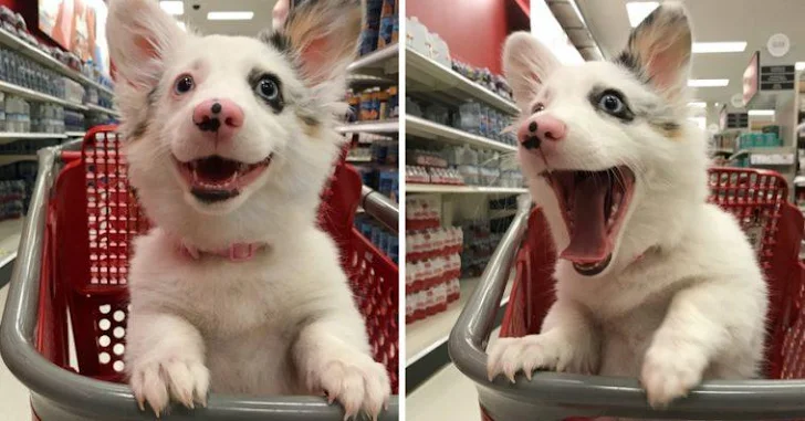 Dog’s Joyful Day Out Captures Hearts Everywhere.