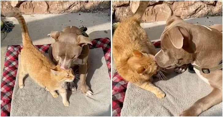 A heartbroken cat finds happiness when his parents bring home a blind pit bull puppy, igniting newfound joy.