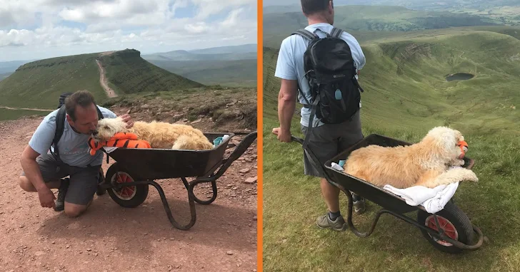 Brimming with tears, a man gently pushes his beloved terminally ill dog up their cherished mountain in a wheelbarrow, embarking on a poignant final adventure together.