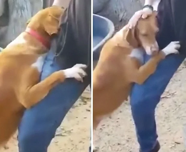 Reporter Goes To Shelter To Do A Story, Dog Hugs Him Tight Till He Adopts Her